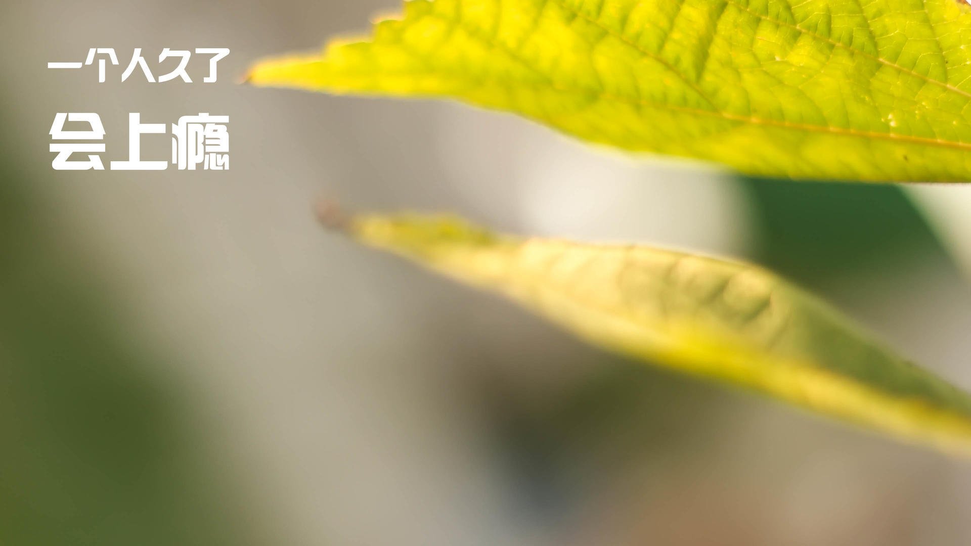 NBA“全明星”赛：明星球员的极致展现还能持续多久？，全明星赛 nba