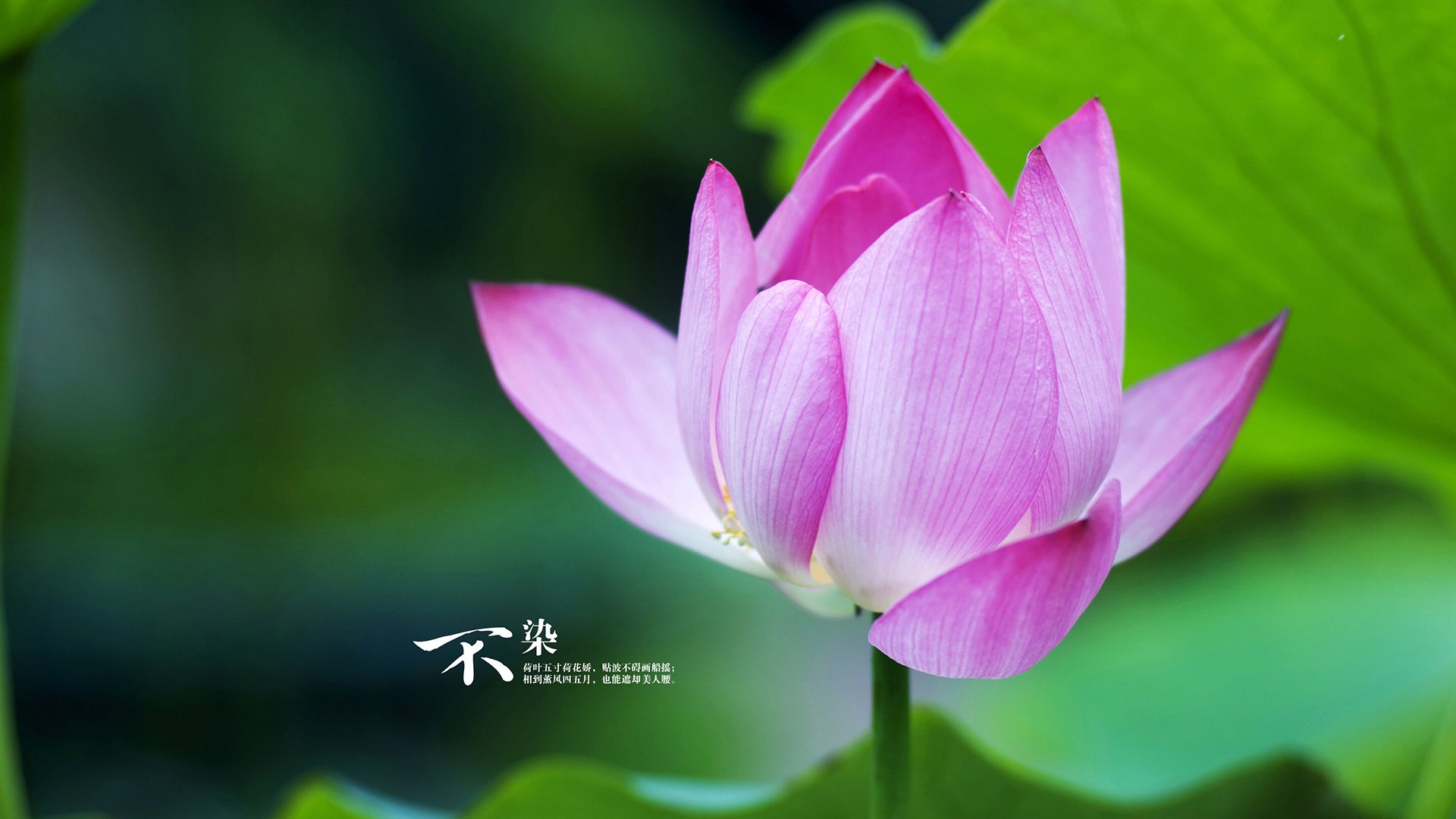 _年度最强对决:两大巨头正面对决,谁能夺冠?_,最强对决动漫