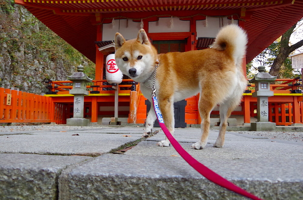 乐鱼体育App下载-_纳达尔法网夺冠，再创红土王者传奇_，纳达尔法网2020赛程