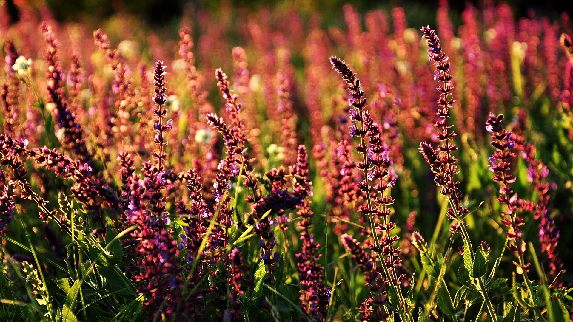 乐鱼体育平台app下载-“极速飘逸，漂移成诗”——车手技艺的极限展现，车技漂移视频教学