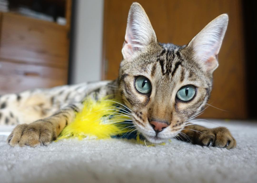 “足球公益跑赛事在全国多城同步举行,倡导健康生活”,足球公益活动