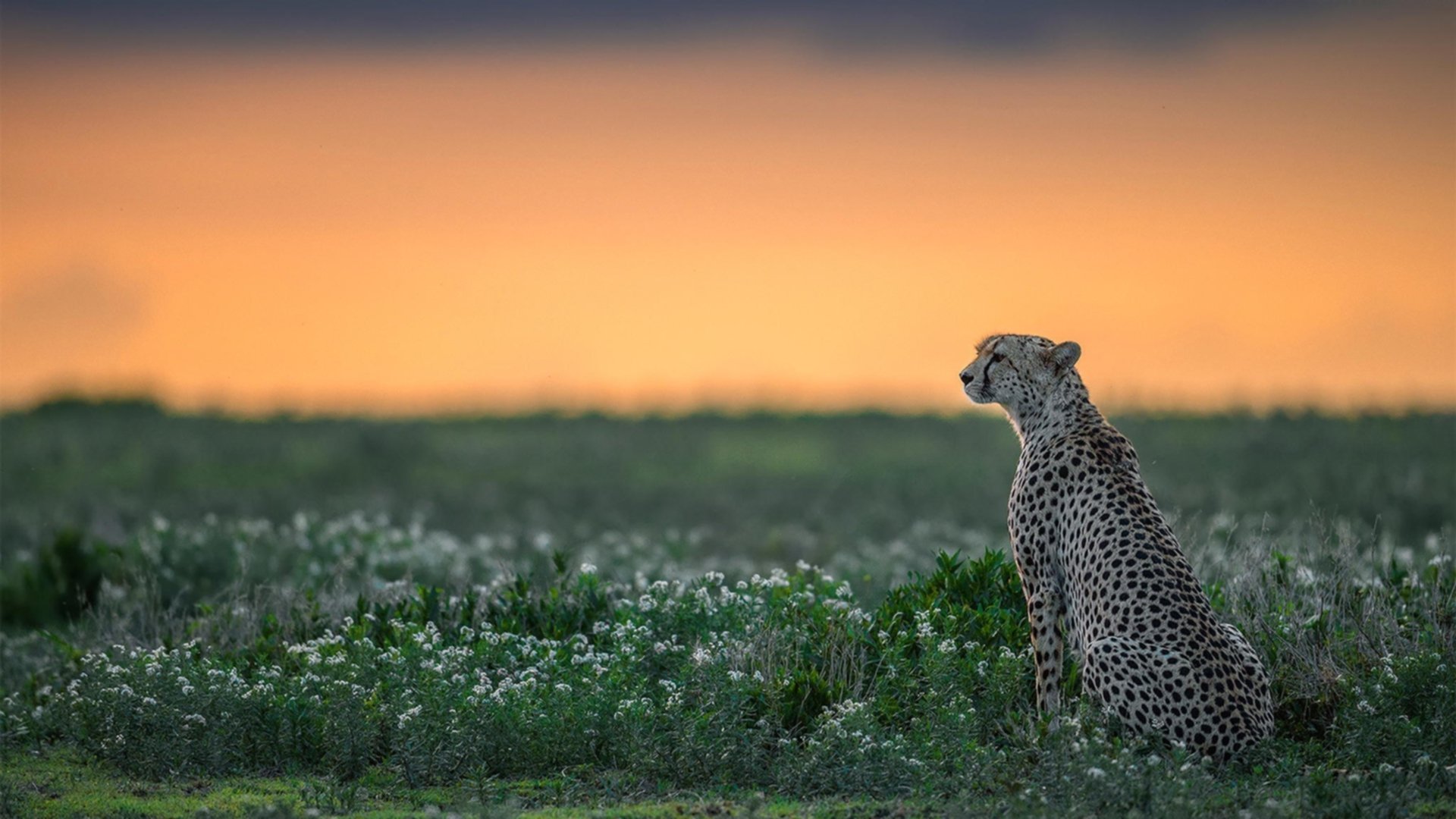 中国围棋协会发布围棋赛事赞助管理办法，中国围棋比赛奖金一览