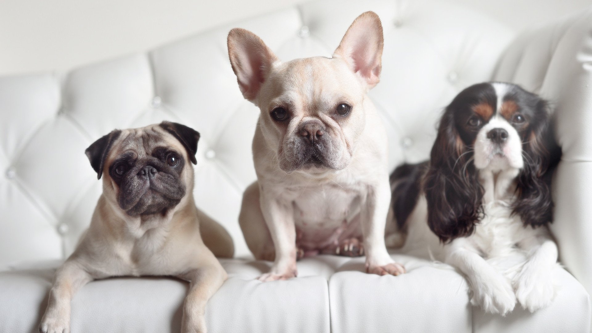 乐鱼官网-今年联盟最具潜力的新秀，谁最有可能夺得年度MVP？，lol最佳新秀