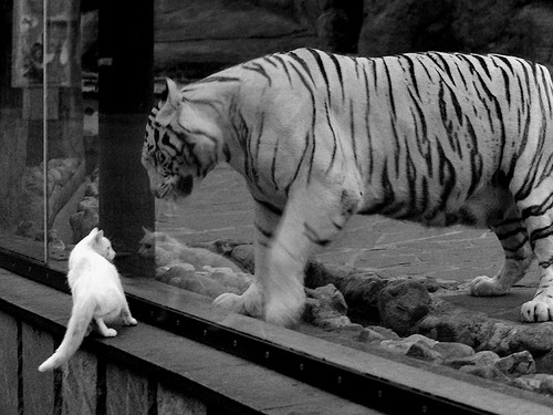 全国龙舟争霸赛,水上竞技传承中华文化,龙舟赛比赛