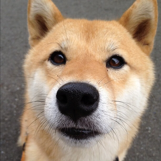 全明星投票热潮,粉丝热情点燃全联盟,全明星投票规则