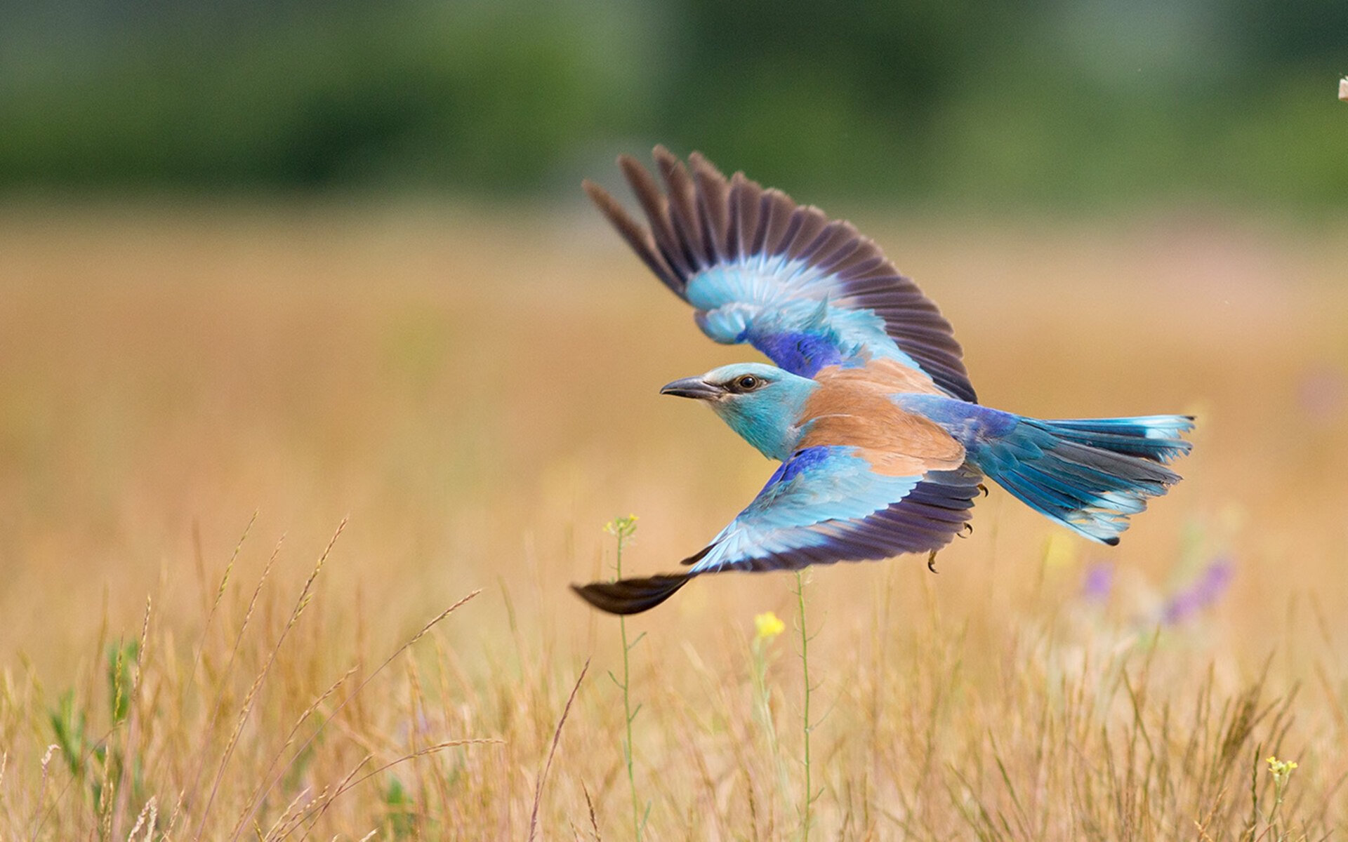 线上观赛狂潮:全球直播观众破纪录,线上直播比赛流程