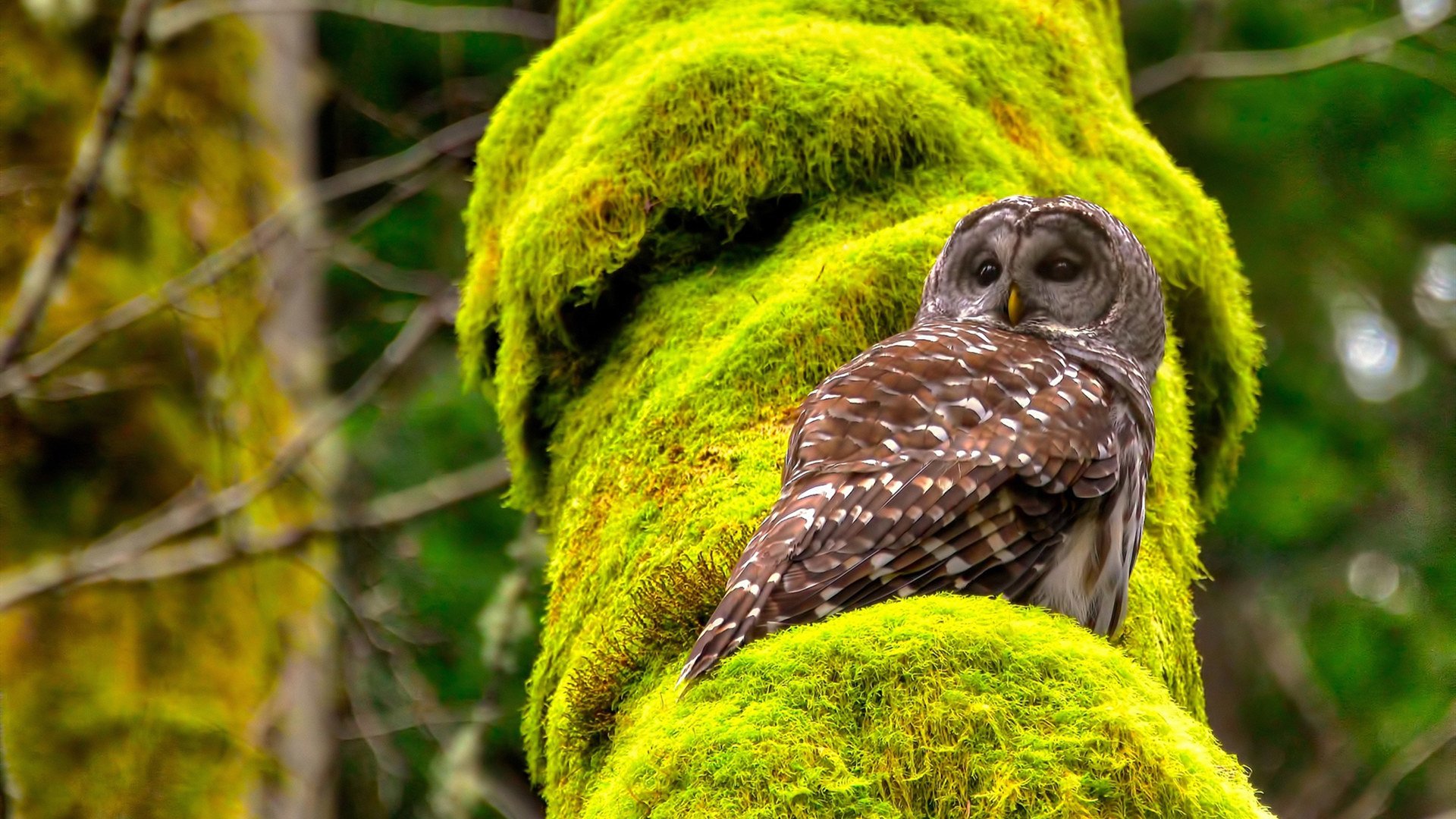 德国迎战罗马尼亚,欧洲杯资格悬念难解,德国对战罗马尼亚