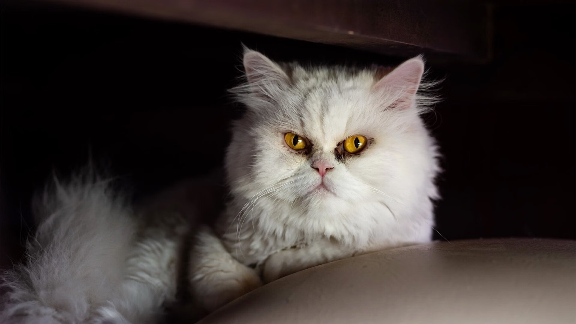 leyu乐鱼在线登录入口-生力啤酒人篮板球表现抢眼，生力啤酒配料表