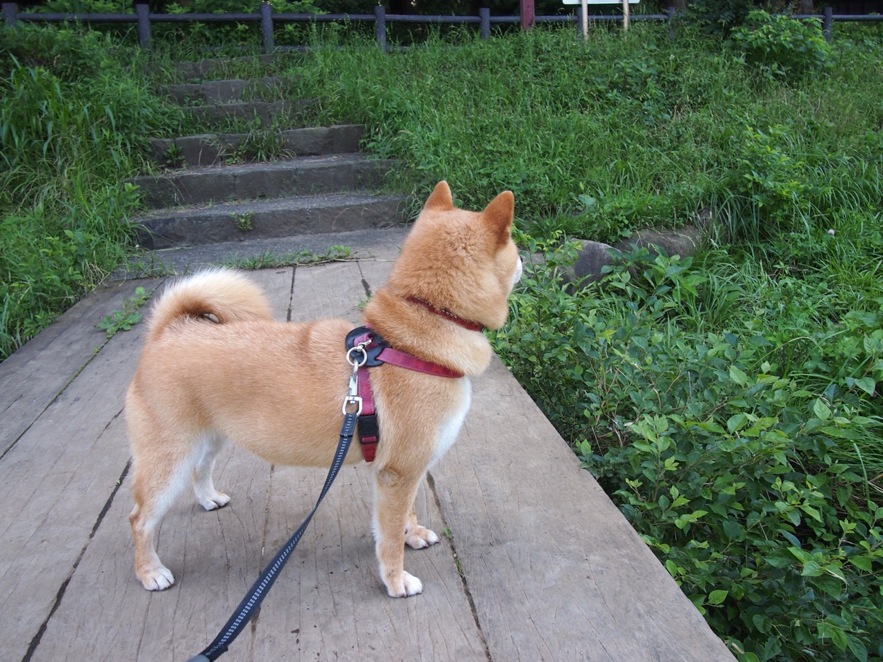 五大联赛球队过渡期阵容使用策略是否足够灵活，五大联赛球员转会新闻