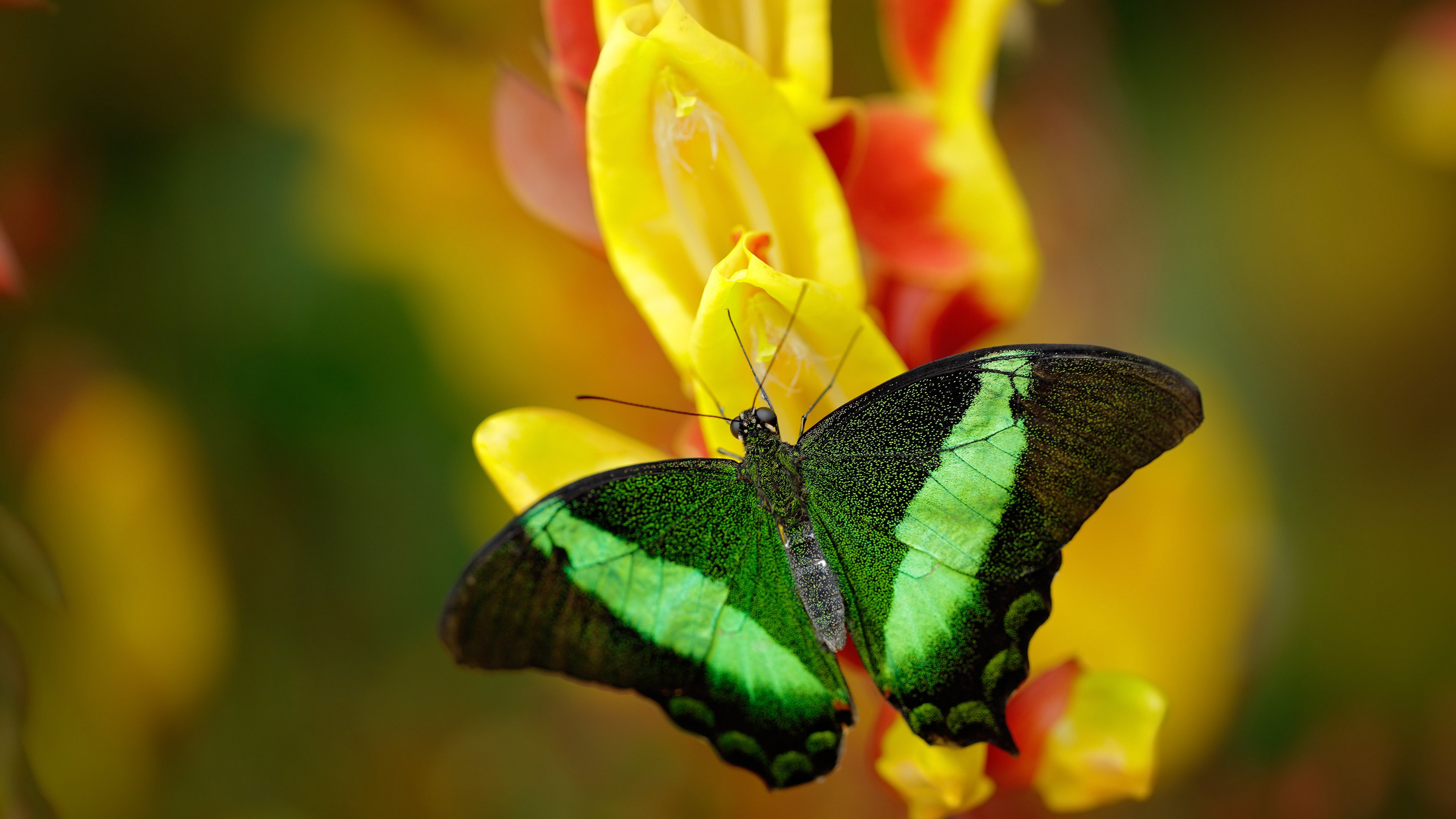 女子200蝶成绩–配速剖面对比曲线，女子200米蝶泳决赛录像