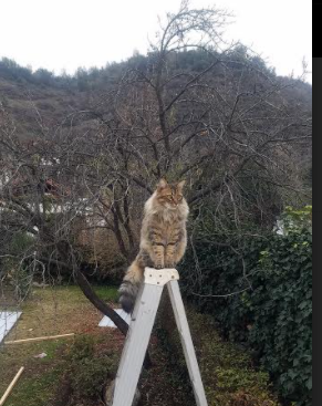 巴尔：他在防守和进攻中的出色表现让全黑队的战术更加多变，巴尔巴训练