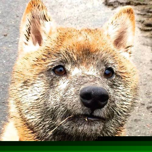 leyu乐鱼体育综合-巴黎圣日耳曼完胜主场，提前锁定法甲冠军