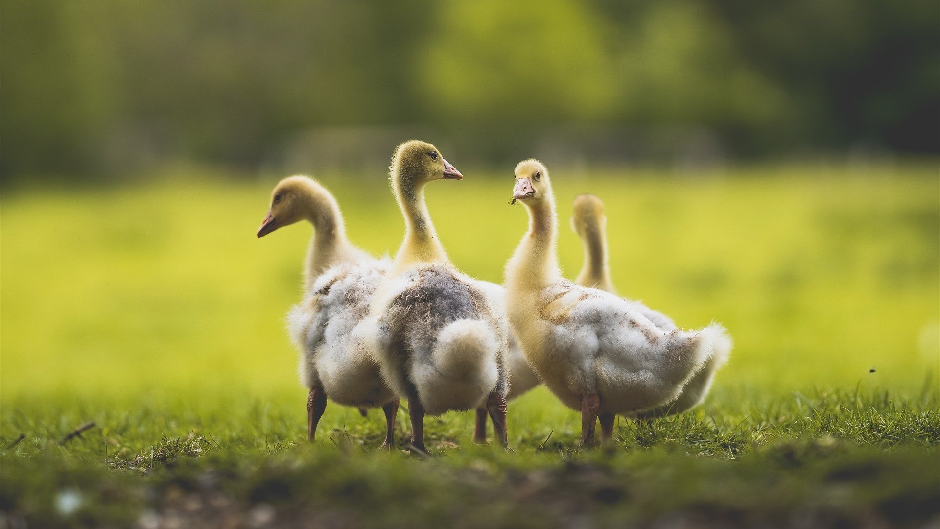 意甲细腻控球：展现足球的艺术魅力，意大利足球控球率