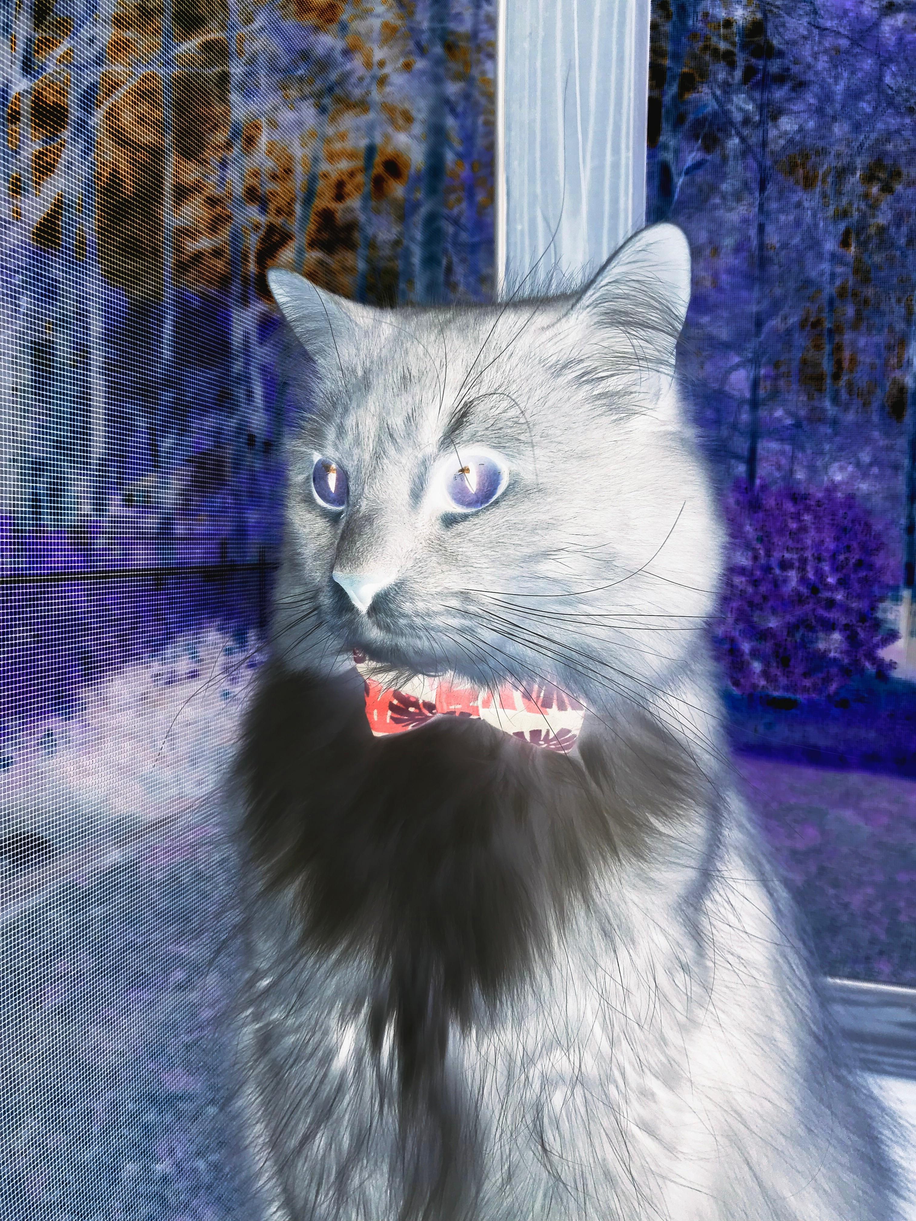 球迷组织举办观赛交流活动打造社区式观赛新体验,观看球赛心得