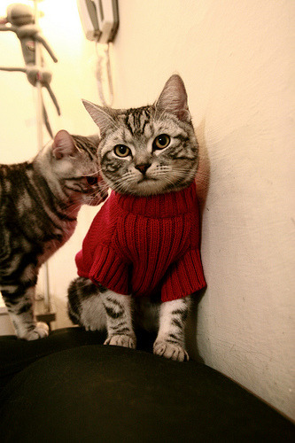 美洲杯明星纷纷亮相：精彩突破震撼全场！，美洲杯足球明星