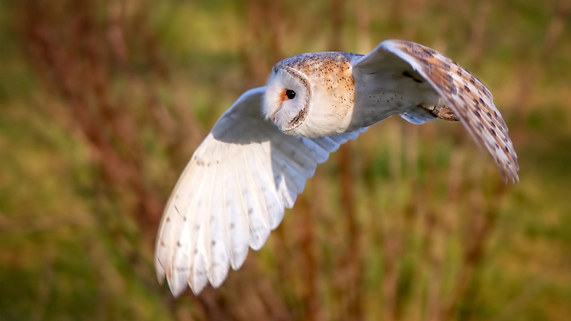 乐鱼体育App下载-自由泳冲刺比利时展现速度优势，莉比自由泳